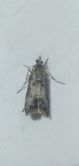 Eudonia leptalaea