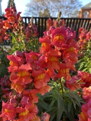 Antirrhinum majus