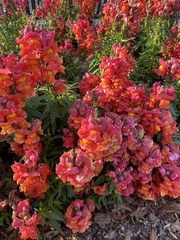 Antirrhinum majus