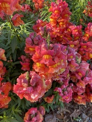 Antirrhinum majus