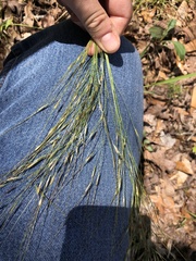 Piptochaetium avenaceum