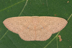 Perixera absconditaria