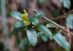 Rhododendron noriakianum