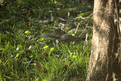 Sciurus carolinensis