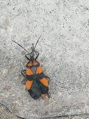 Oncopeltus orourkeae