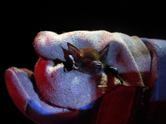 Bauerus dubiaquercus