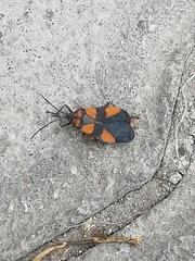 Oncopeltus orourkeae