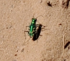 Cicindela tranquebarica parallelonota