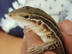 Aspidoscelis gularis