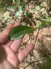 Exobasidium symploci