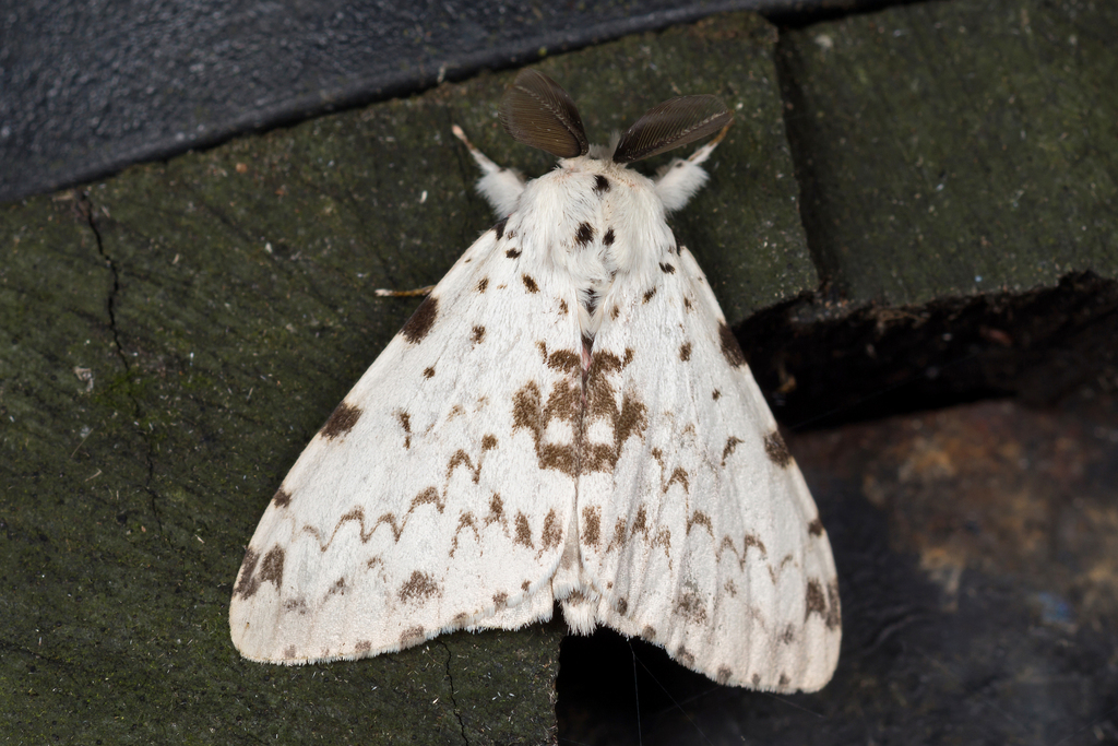 Lymantria brunneiplaga