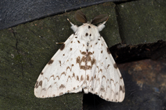 Lymantria brunneiplaga
