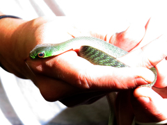 Drymobius chloroticus