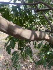 Cupaniopsis anacardioides