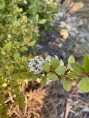 Viburnum obovatum