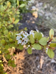 Viburnum obovatum