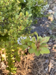 Viburnum obovatum