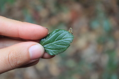 Ceanothus oliganthus