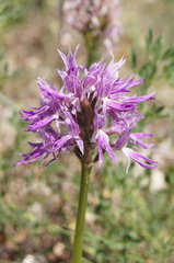 Orchis italica