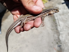 Aspidoscelis gularis