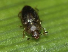 Epuraea imperialis