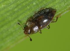 Epuraea imperialis