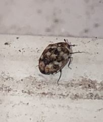 Anthrenus verbasci