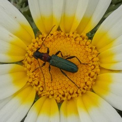 Cartallum ebulinum