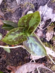 Trillium sessile