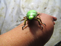 Chrysina karschi