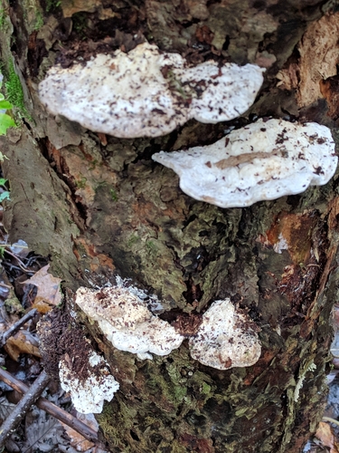 Tyromyces lacteus image