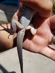 Aspidoscelis gularis