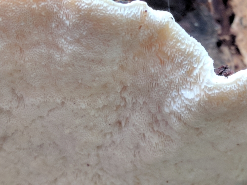 Tyromyces lacteus image