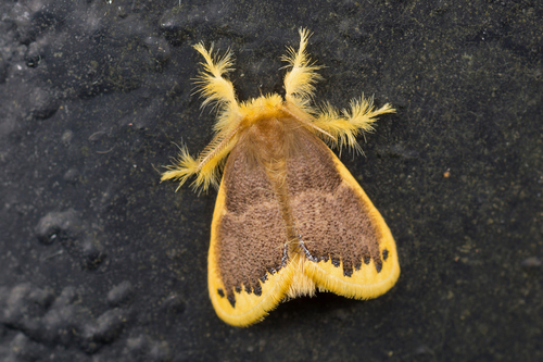 Somena similis (Moore)