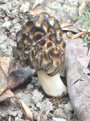 Morchella populiphila