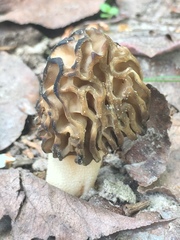 Morchella populiphila