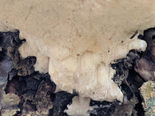 Tyromyces lacteus image