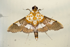 Aetholix flavibasalis