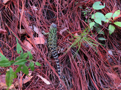 Sceloporus schmidti