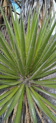 Yucca periculosa