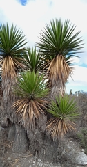 Yucca periculosa