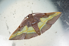 Hypochrosis cryptopyrrhata