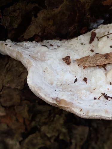 Tyromyces lacteus image