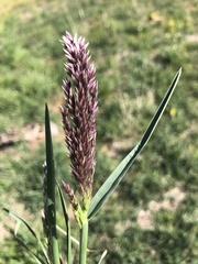 Poa arachnifera