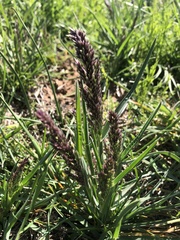Poa arachnifera