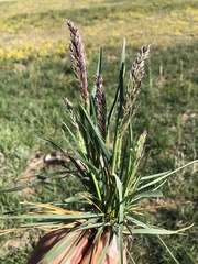 Poa arachnifera
