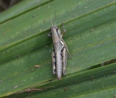 Melanoplus plebejus
