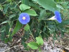 Ipomoea aristolochiifolia