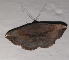 Maxera marchalii