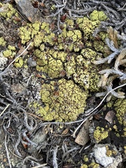 Acarospora schleicheri